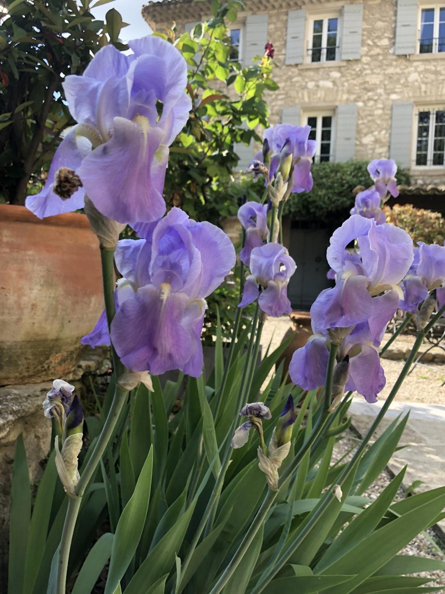La Figuiere Fontaine De Vaucluse Acomodação com café da manhã Exterior foto